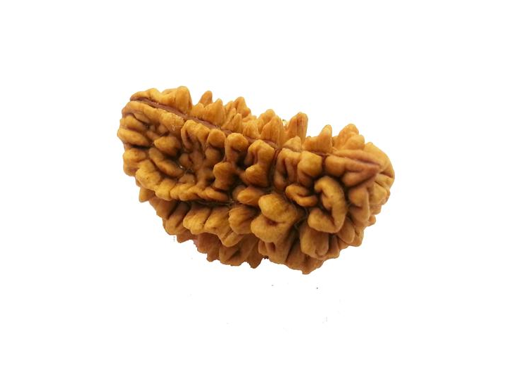 1 Mukhi Rudraksha