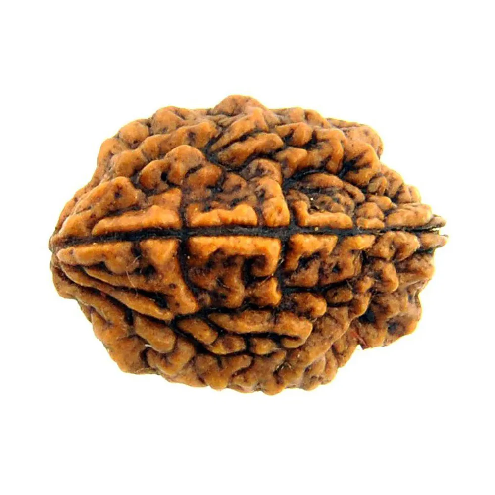 2 Face Mukhi Rudraksha