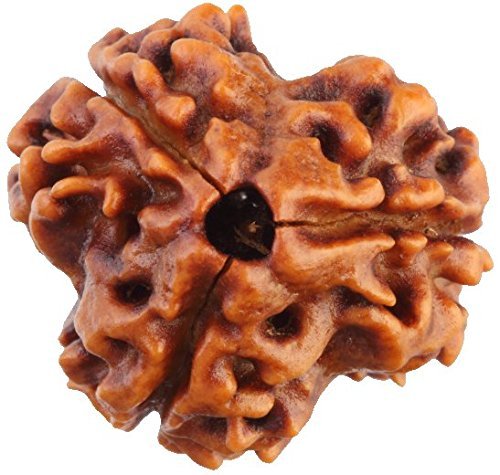 3 Face Mukhi Rudraksha
