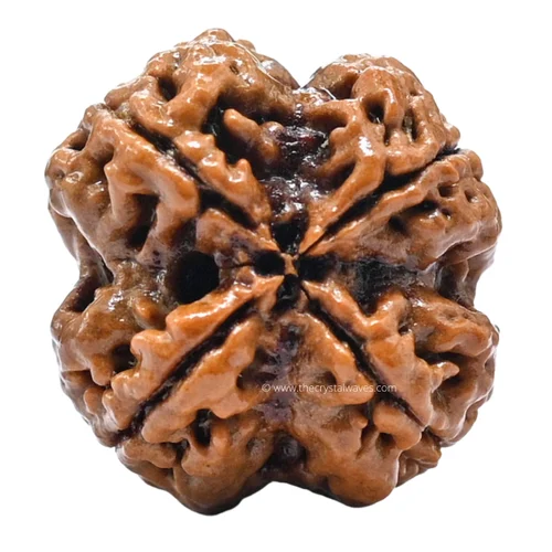 4 Face Rudraksha Mukhi