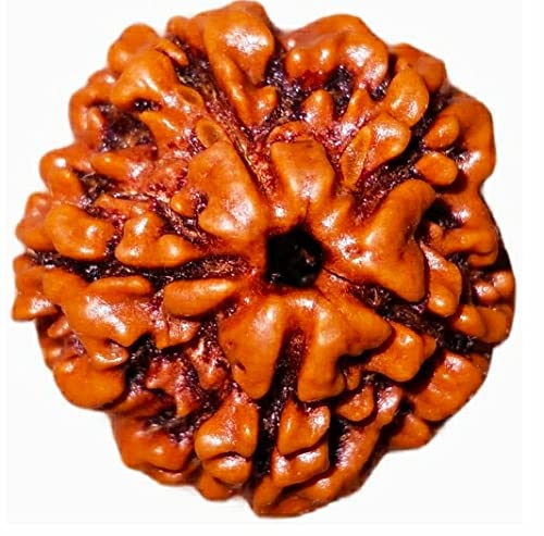 5 Face Rudraksha Mukhi